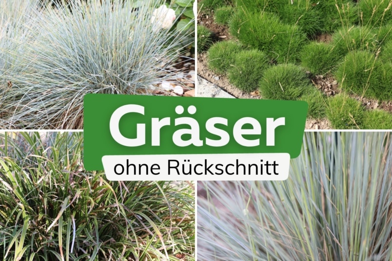 Gräser, die man nicht schneiden muss