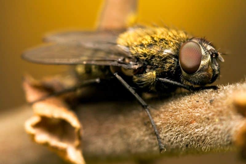 Graugelbe Polsterfliege (Pollenia rudis)