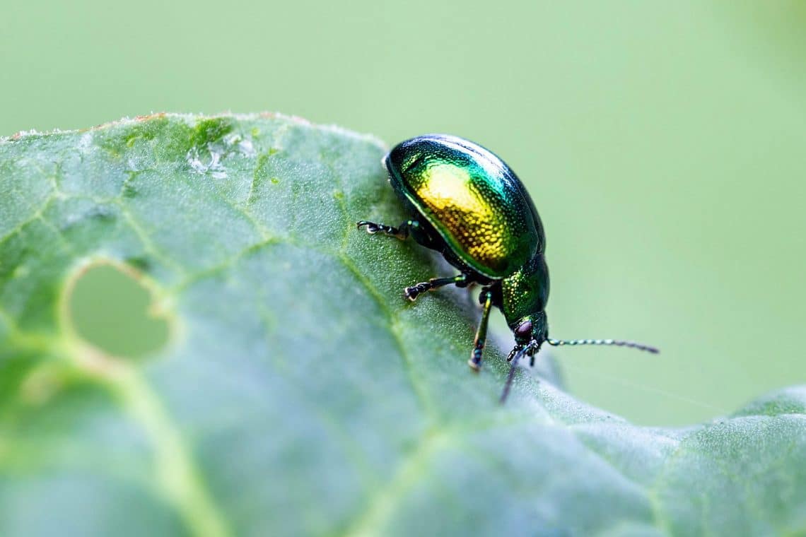 Grüner Minzblattkäfer (Chrysolina herbacea)