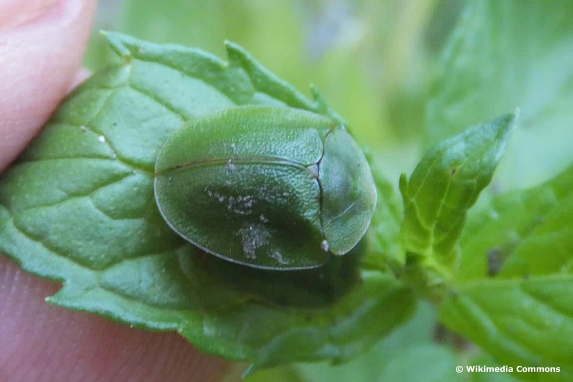 Grüner Schildkäfer (Cassida viridis)