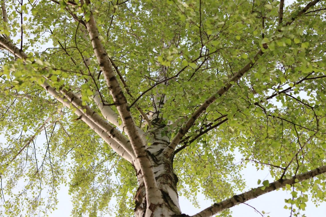 Hänge-Birke (Betula pendula)