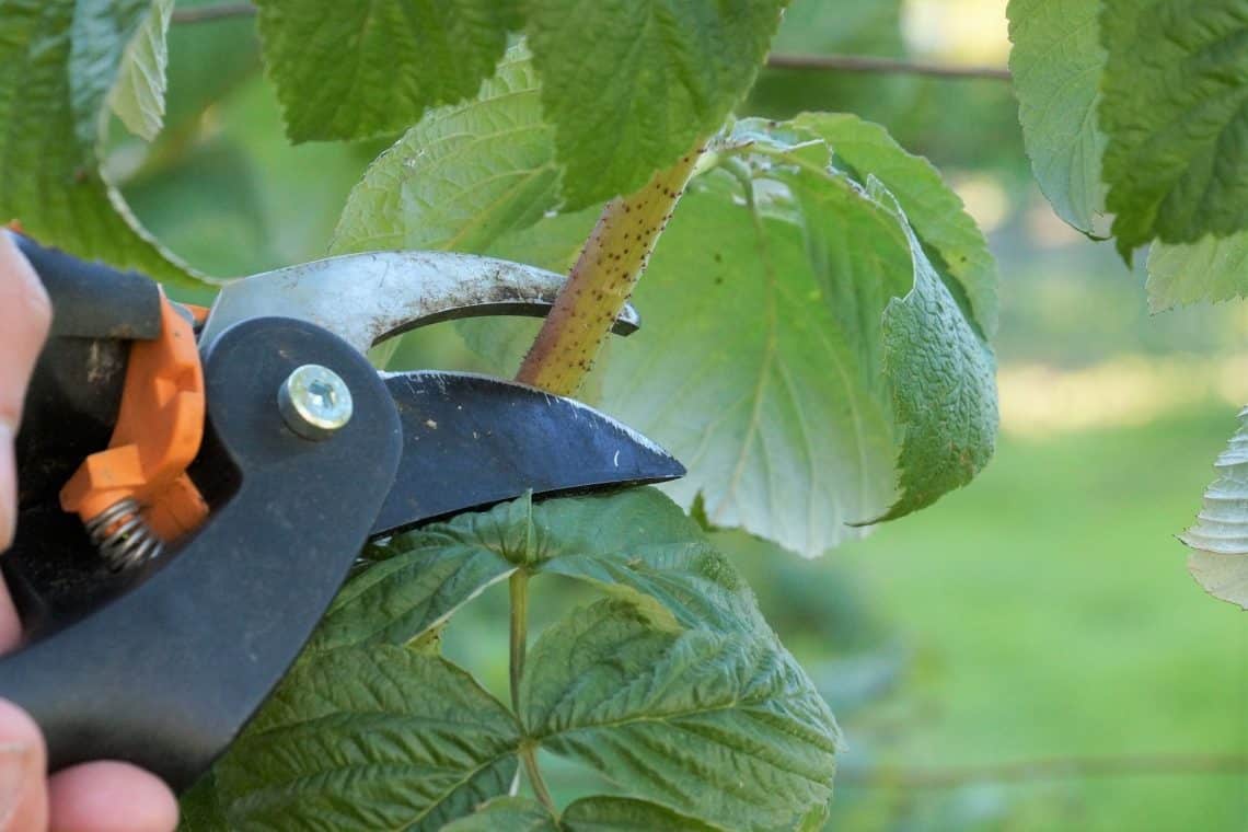 Himbeeren mit Gartenschere schneiden