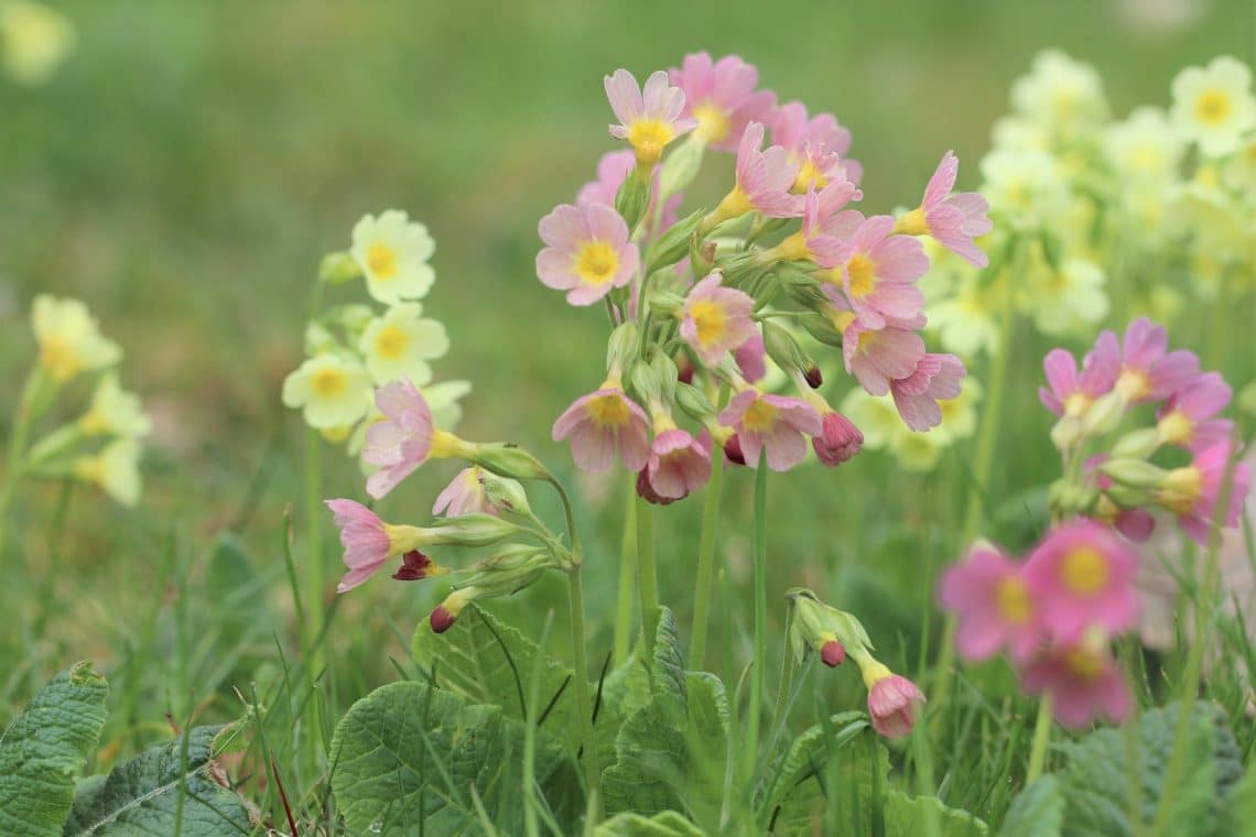 Hohe Schlüsselblume (Primula elatior)