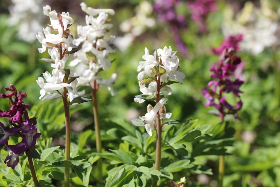 Hohler Lerchensporn (Corydalis cava)