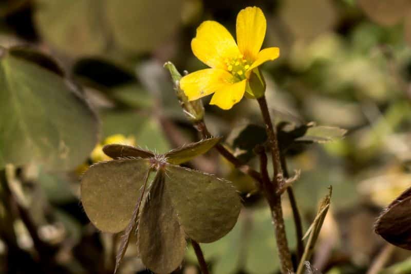 Horn-Sauerklee (Oxalis corniculata)