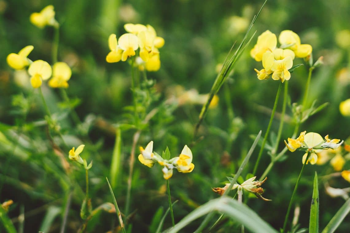 Hornklee (Lotus corniculatus)