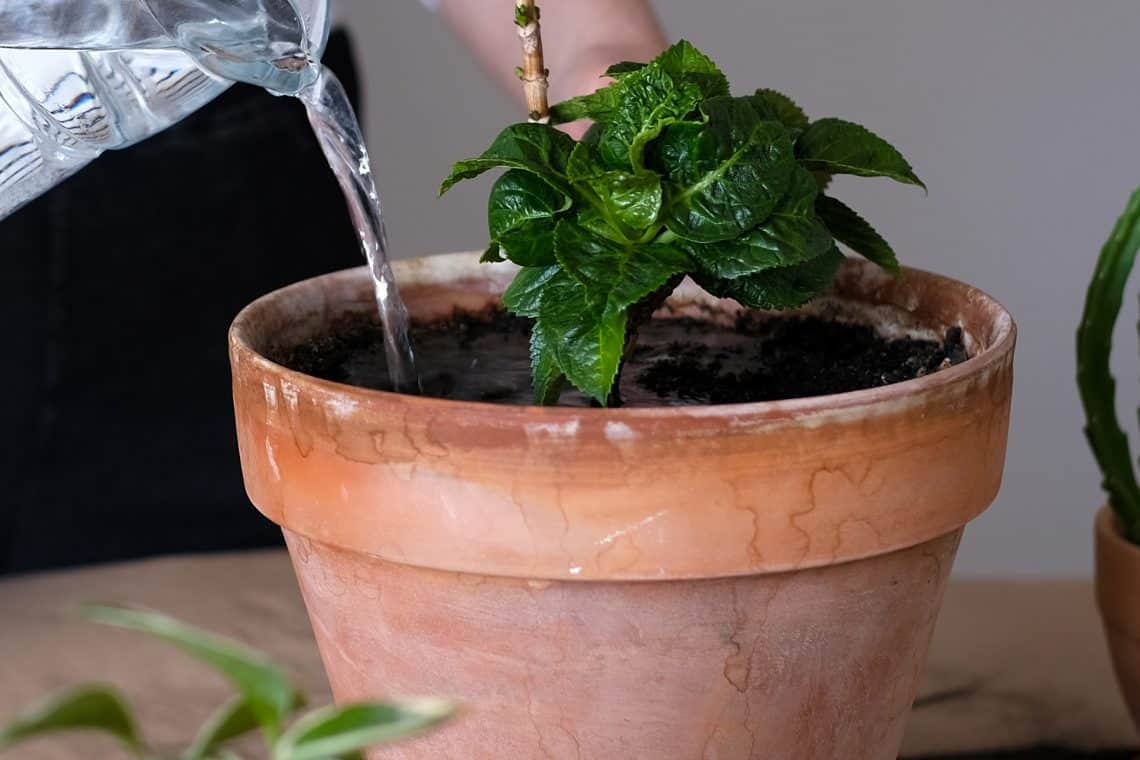 Hortensie im Topf gießen