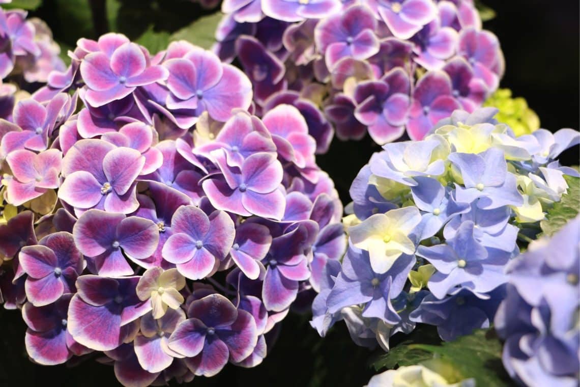 Hortensie (Hydrangea)