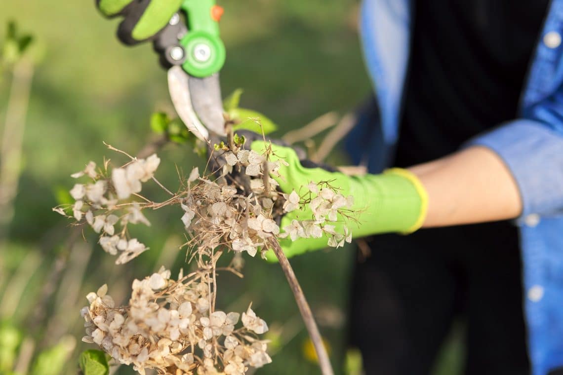 Hortensie im Frühjahr schneiden