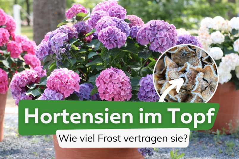 Hortensien im Topf