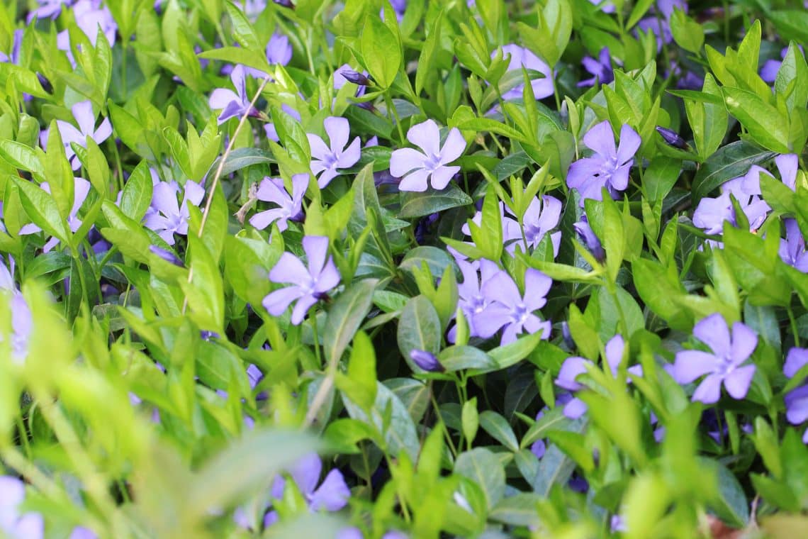 Kleines Immergrün (Vinca minor)