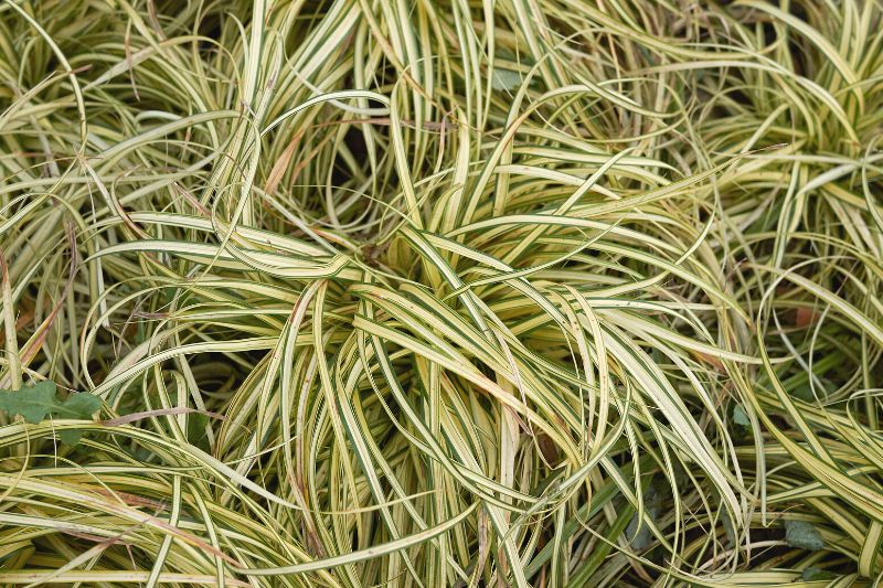 Japan-Gold-Segge 'Evergold' (Carex oshimensis)