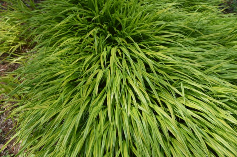 Japan-Zwergschilf (Hakonechloa macra)