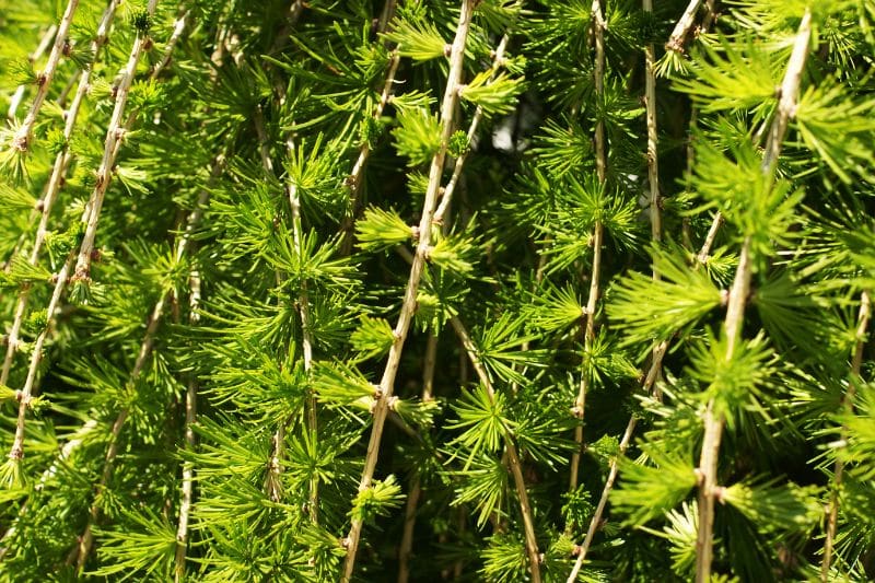 Japanische Lärche (Larix kaempferi)