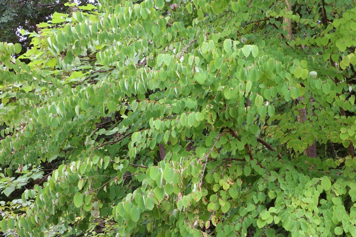 Japanischer Kuchenbaum (Cercidiphyllum japonicum)