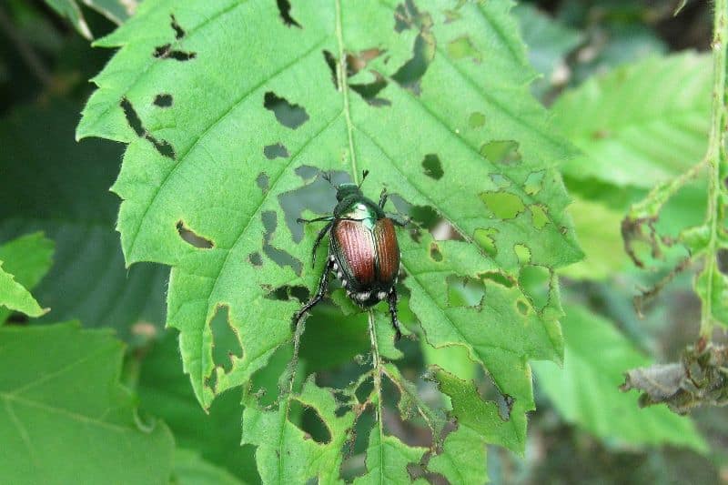 Japankäfer auf Blatt mit Löchern