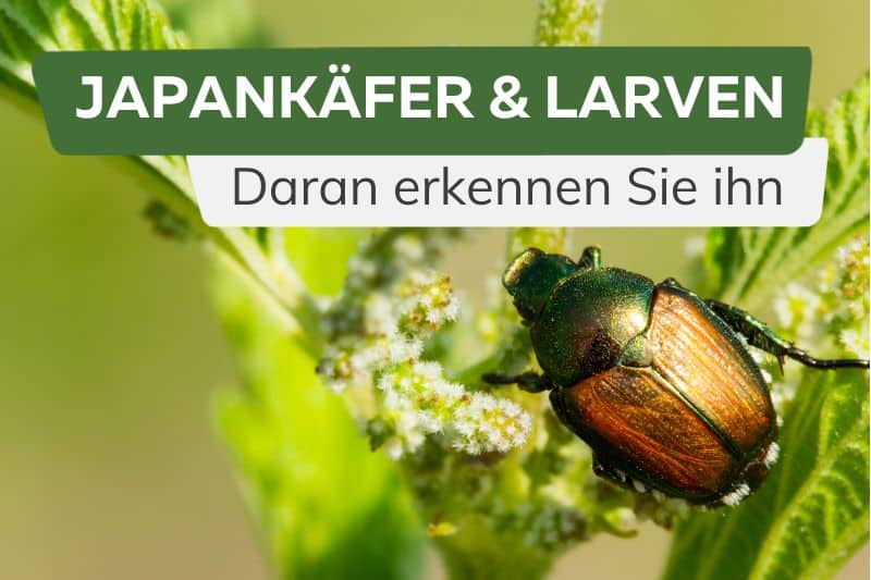 Japankäfer und Japankäferlarven erkennen Titel