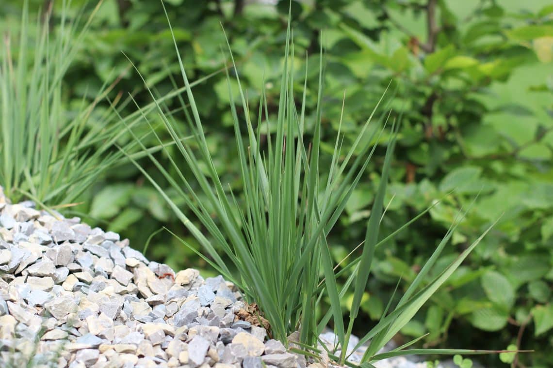 Kleines Pfeifengras (Molinia caerulea 'Moorhexe')