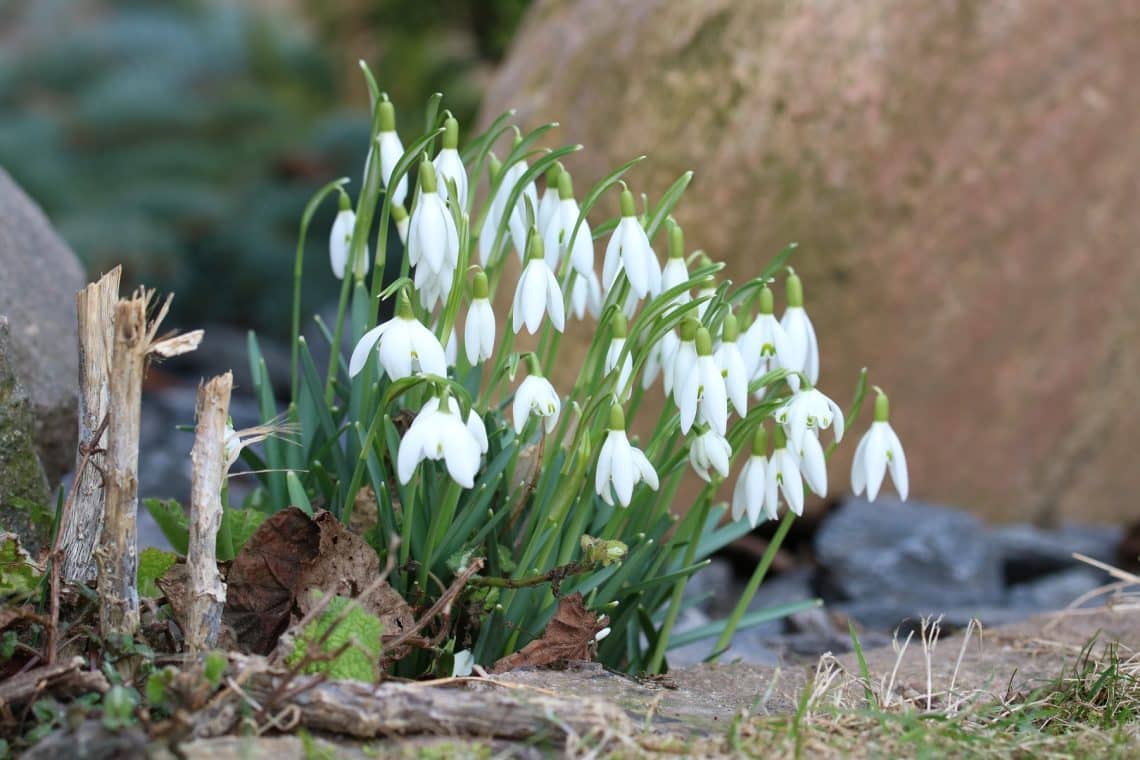 Kleines Schneeglöckchen (Galanthus nivalis)