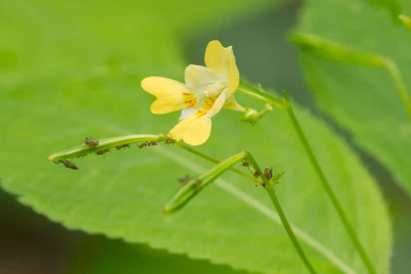 Kleines Springkraut (Impatiens parviflora)