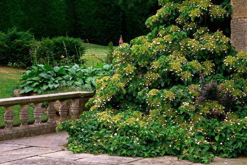 Kletterhortensien (Hydrangea petiolaris)