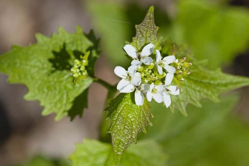 Knoblauchsrauke (Alliaria petiolata)