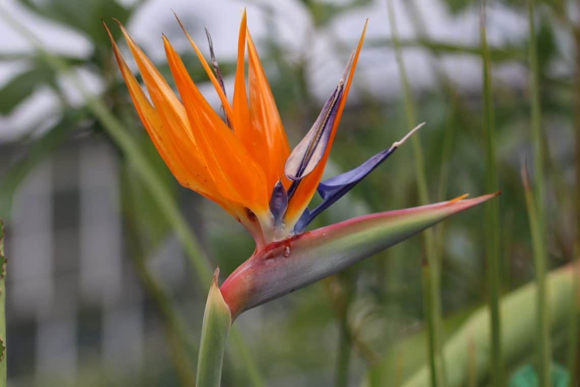 Königs-Strelitzie (Strelitzia reginae)