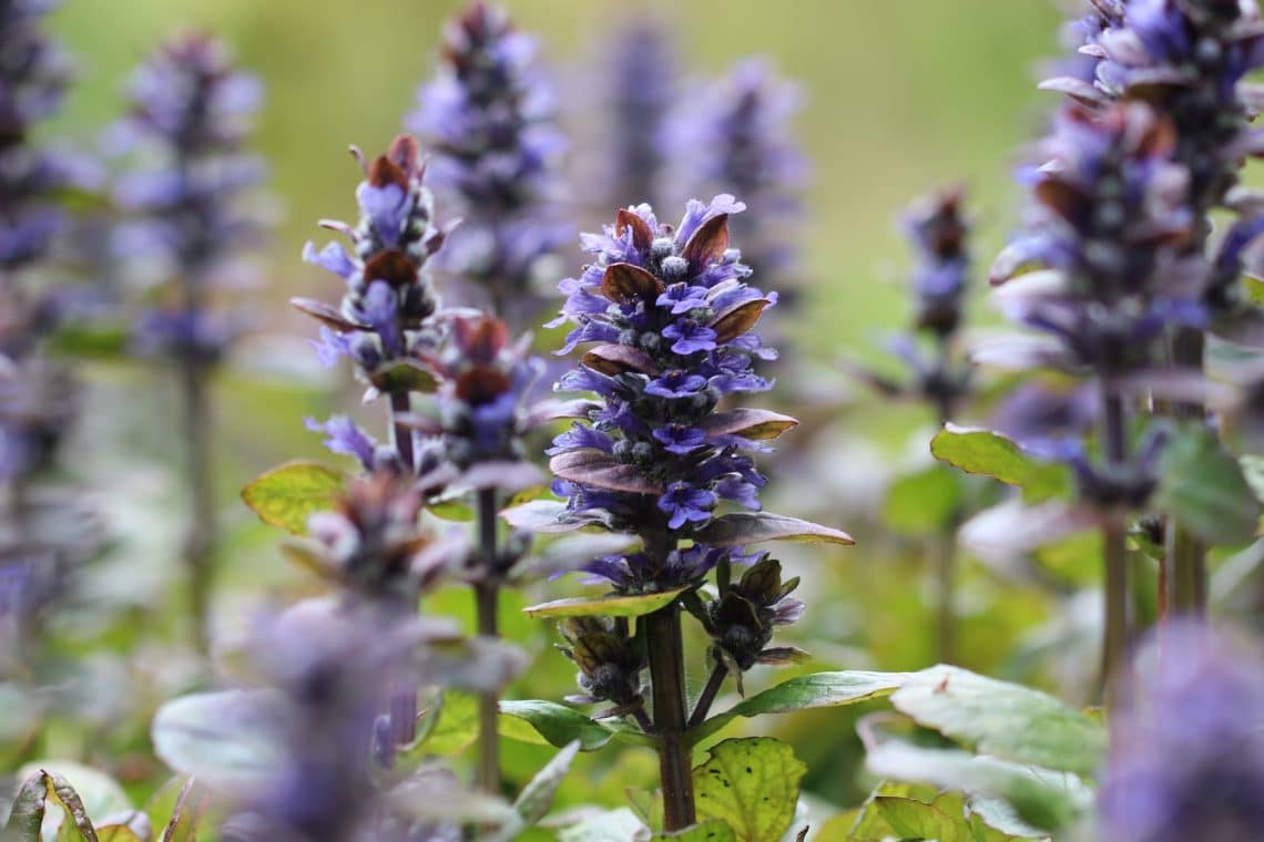 Kriechender Günsel (Ajuga reptans)