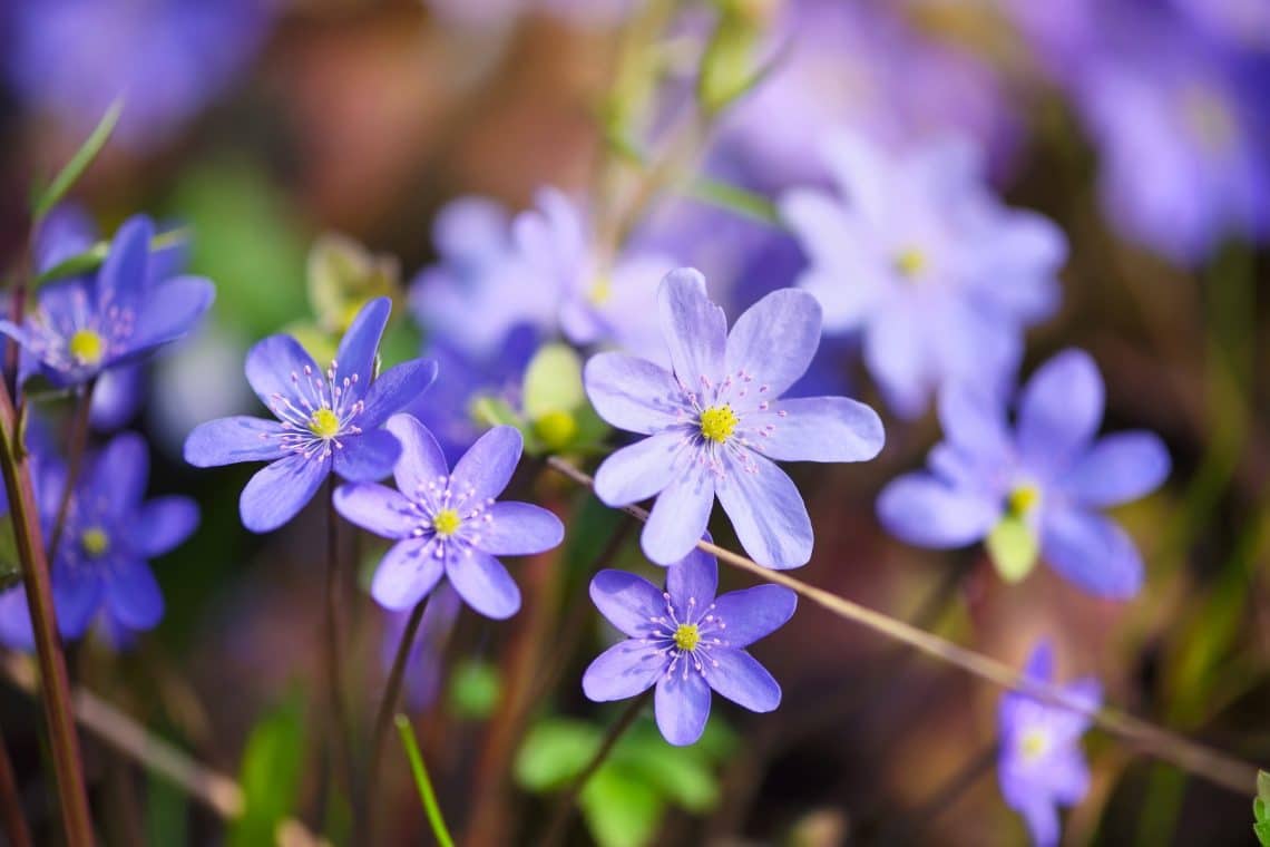 Leberblümchen (Hepatica nobilis)