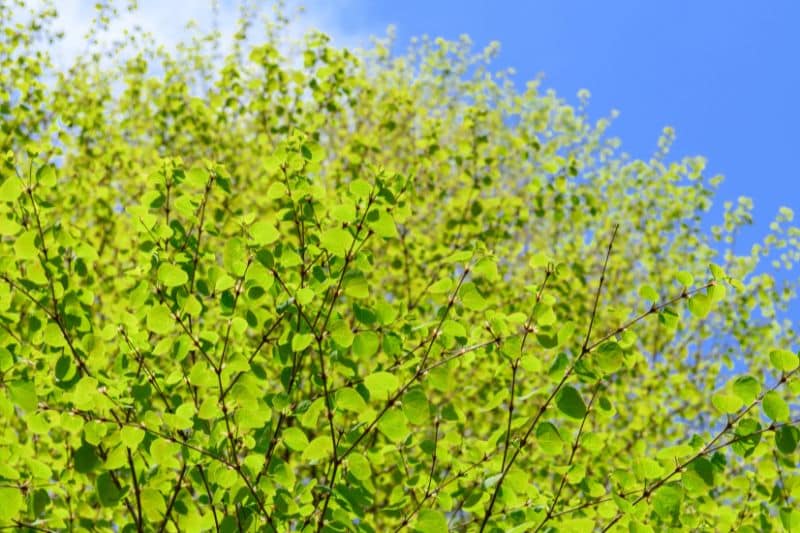 Lebkuchenbaum (Cercidiphyllum japonicum)