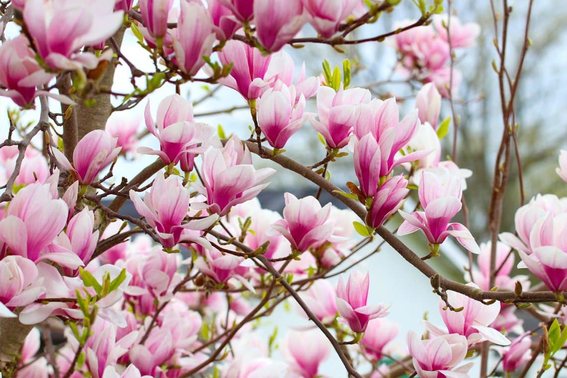 Magnolie (Magnolia)