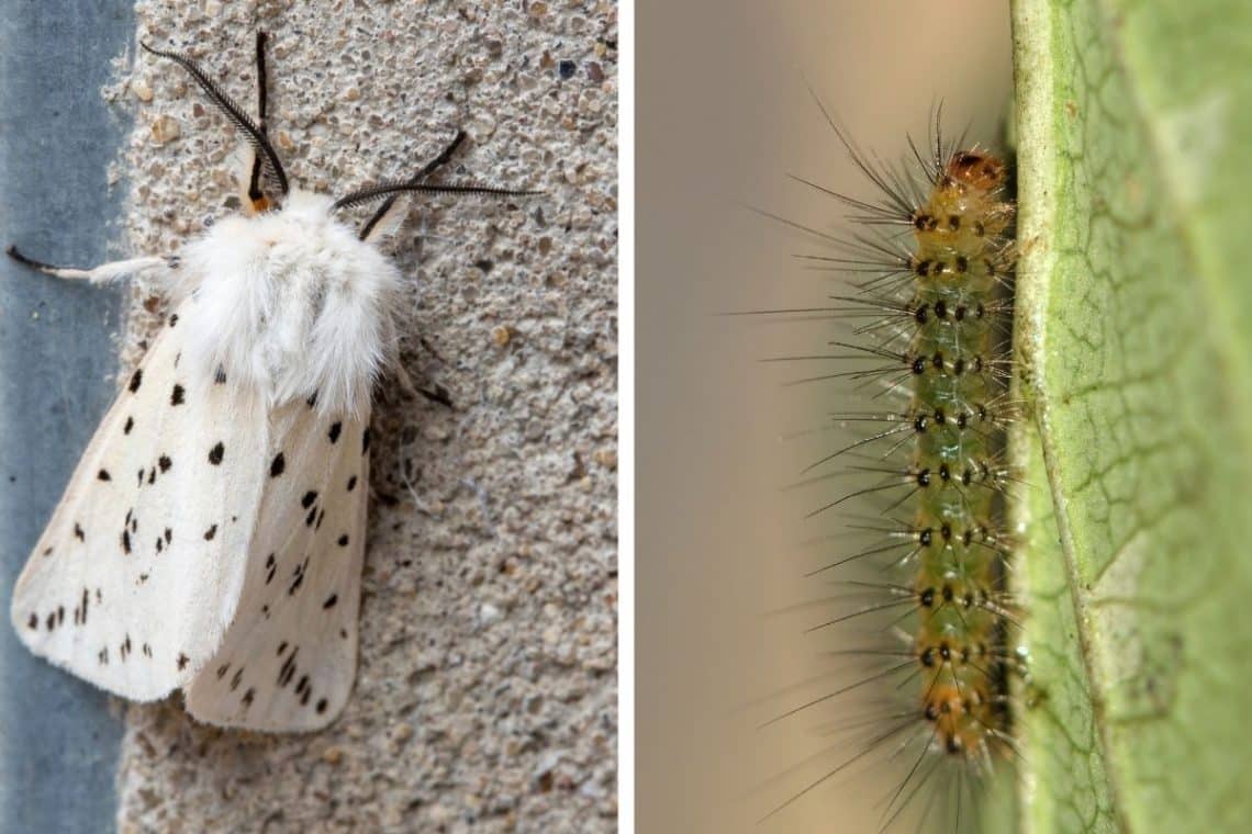 Falter und Raupe des Minzebärs (Spilosoma lubricipeda)