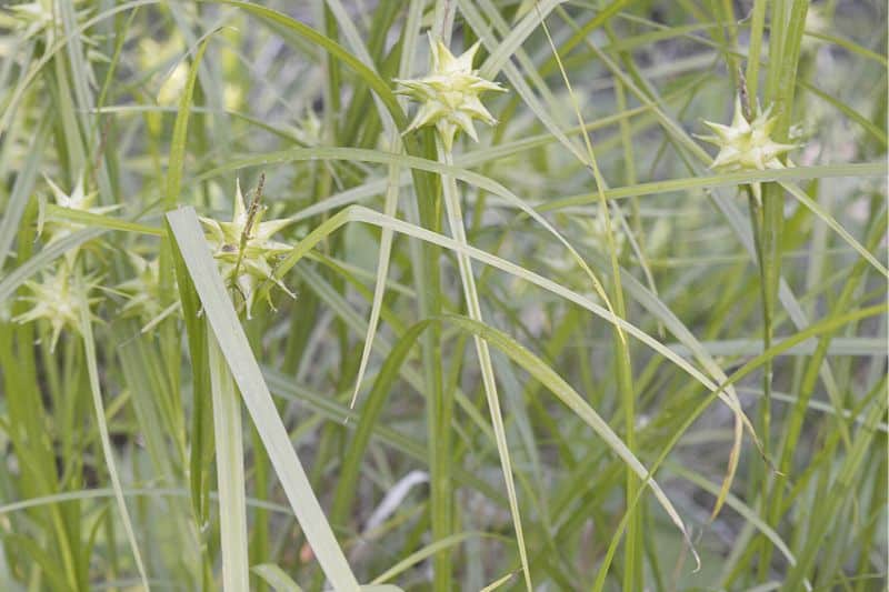 Morgenstern-Segge (Carex grayi)