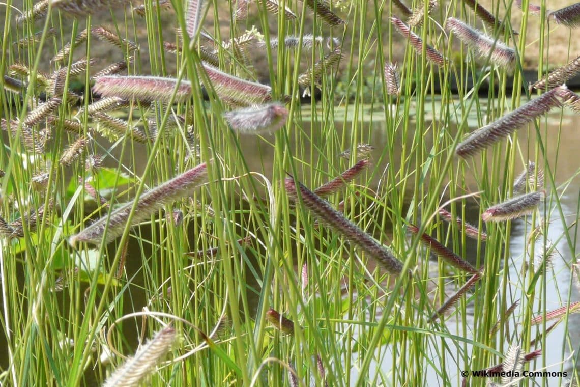 Moskitogras (Bouteloua gracilis)