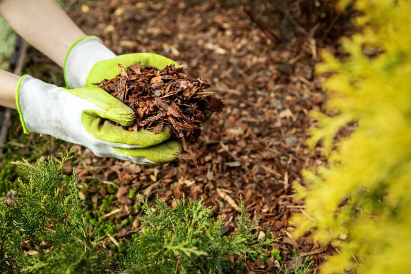 Mulch aufbringen mit zwei Händen