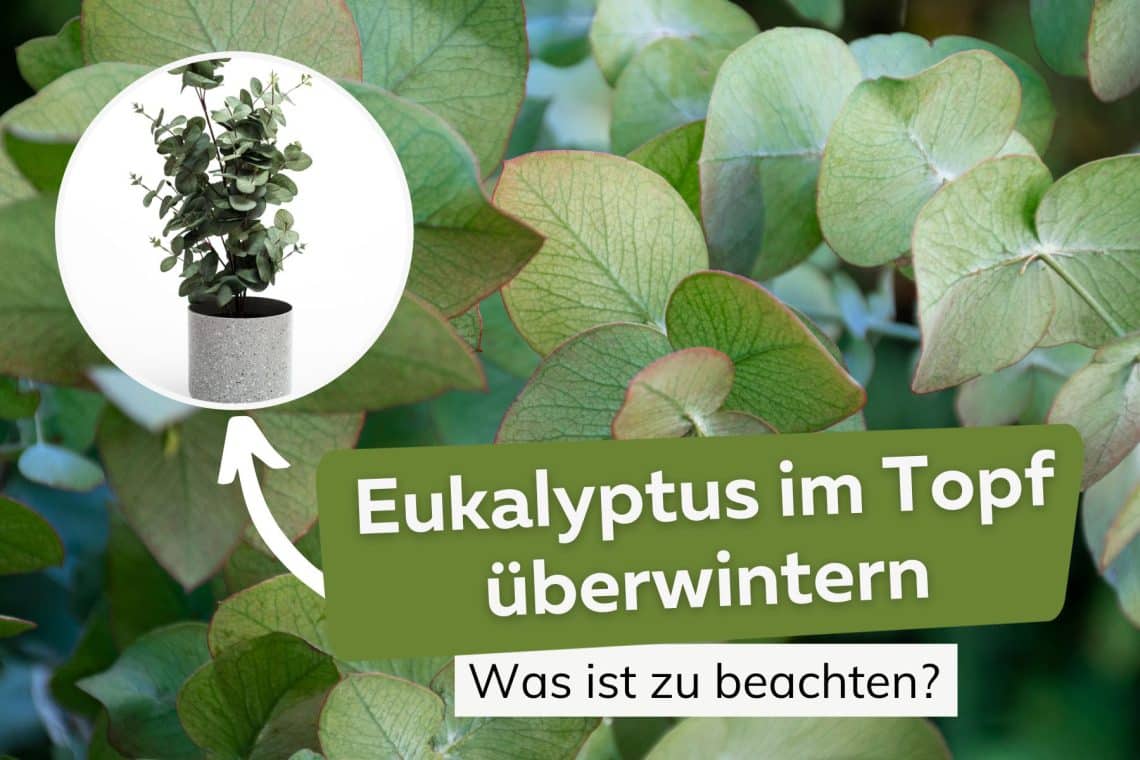 Eukalyptus im Topf überwintern Titel