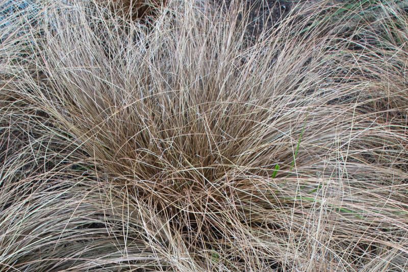 Neuseeländische Segge (Carex comans)