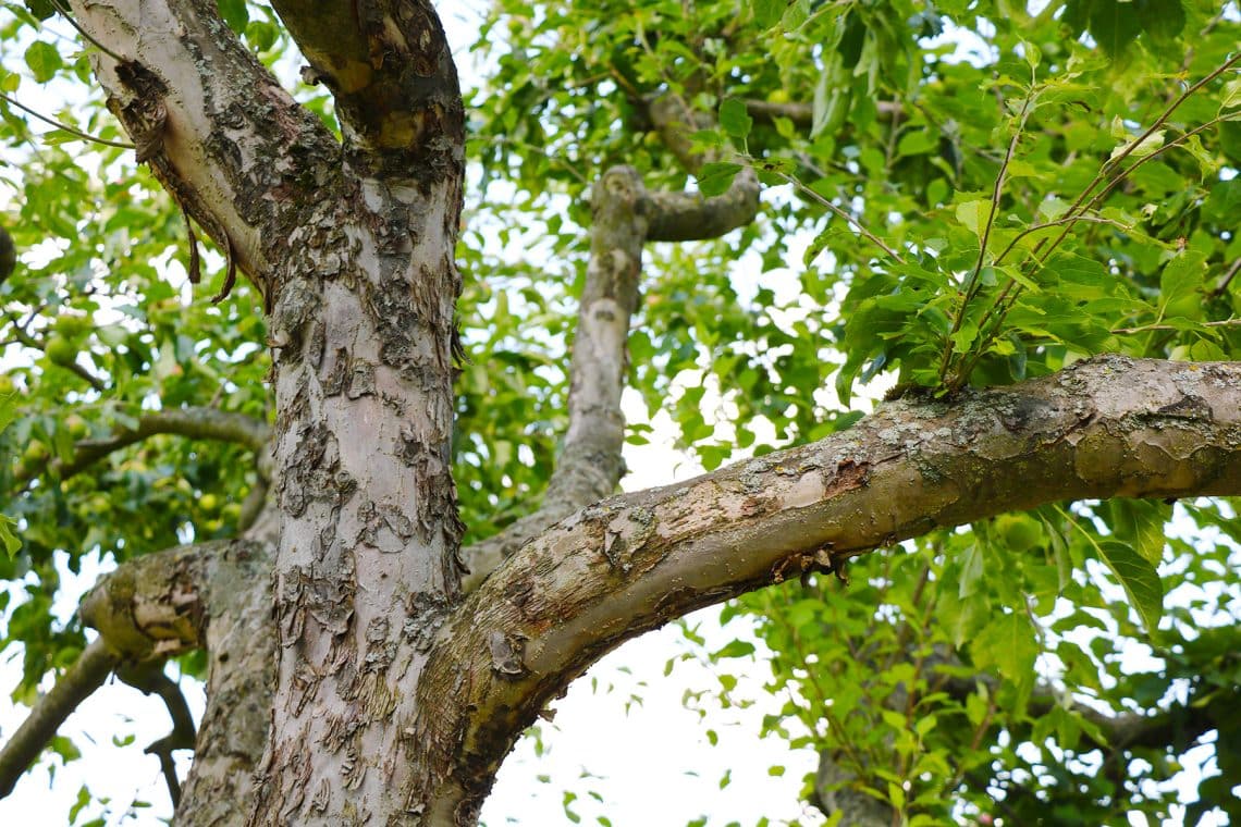 Obstbaumkrebs an Apfelbaum