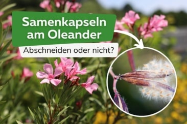 Oleander Samenkapseln: kann man sie abschneiden?