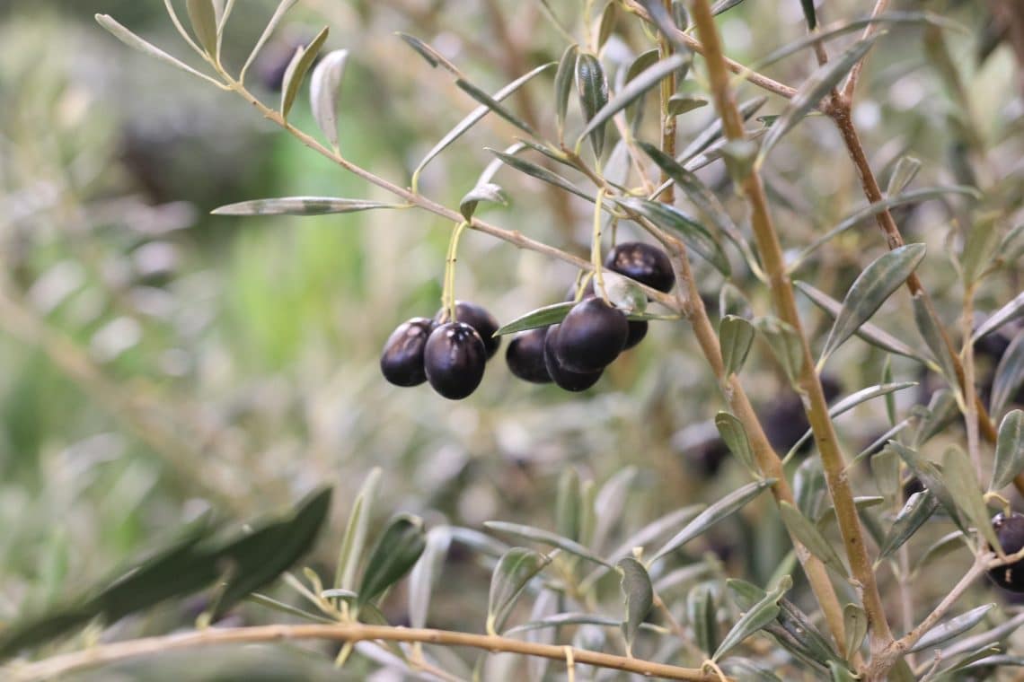 Olivenbaum (Olea europaea)