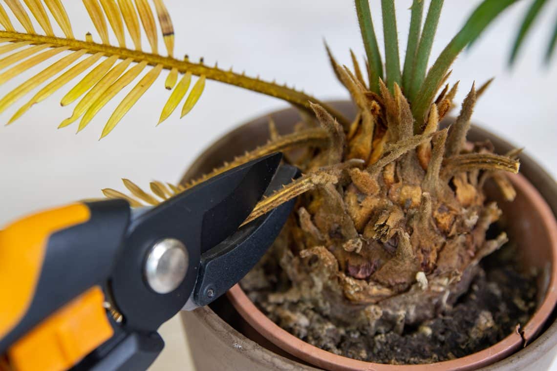 Gelbe Blätter an Palme mit Schere abschneiden