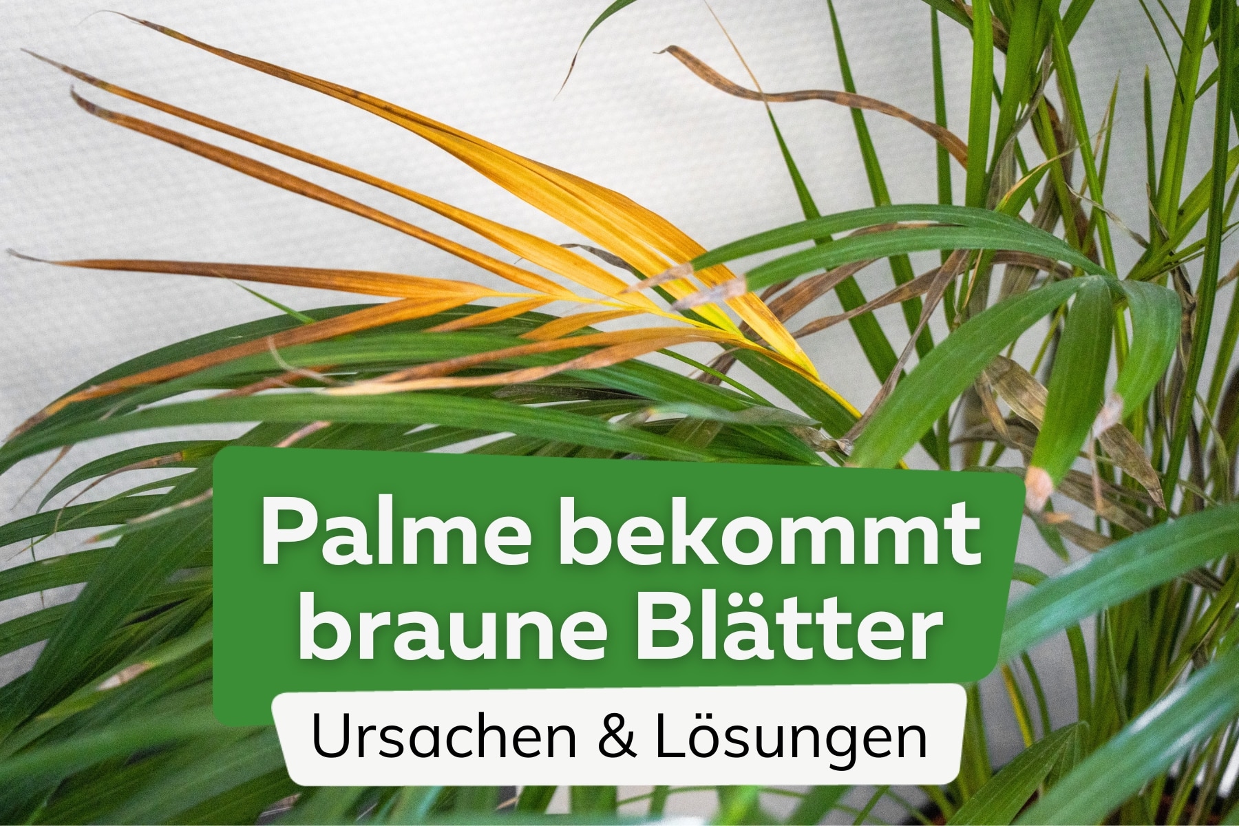 Palme bekommt braune Blätter: was tun?