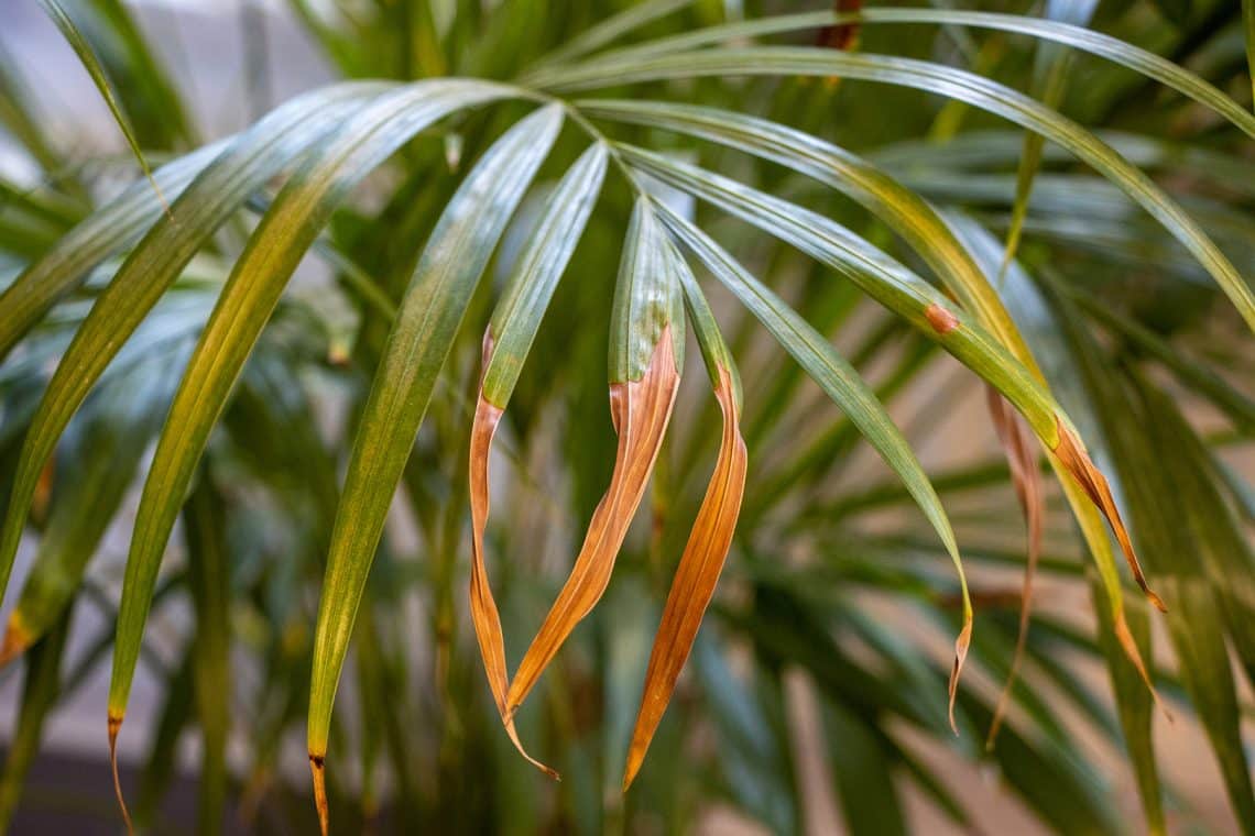 Palme mit braunem Blatt