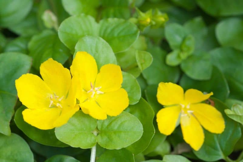 Gelb blühendes Unkraut im Rasen - Pfennigkraut (Lysimachia nummularia)