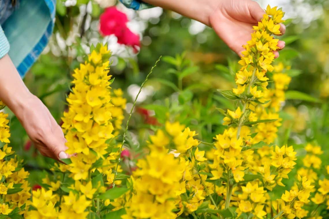 Pfennigkraut (Lysimachia nummularia)