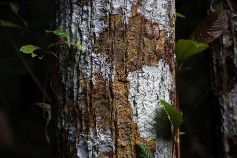 Rinde mit Pilz