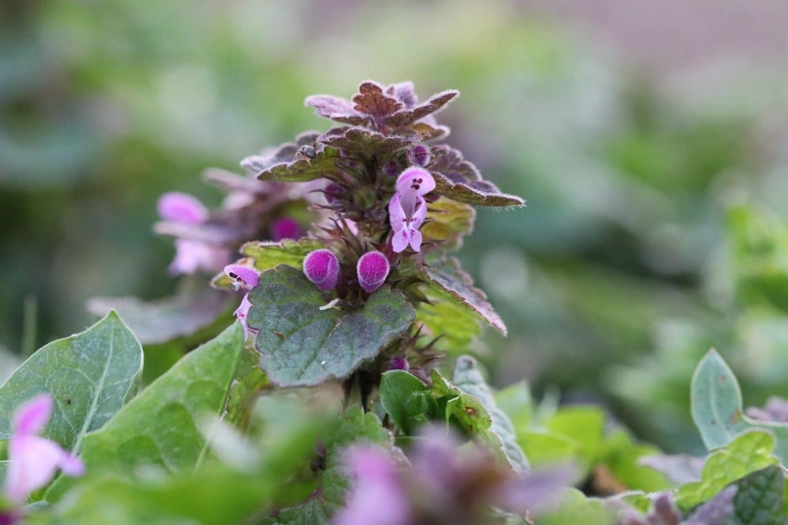 Purpurrote Taubnessel (Lamium purpureum)