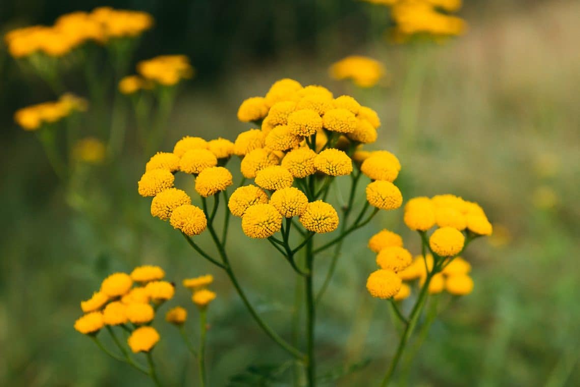 Rainfarn (Tanacetum vulgare)