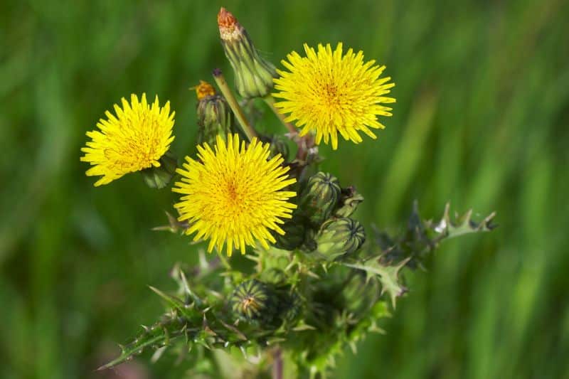 Raue Gänsedistel (Sonchus asper)