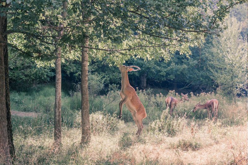 Reh frisst Blätter und Äste am Baum